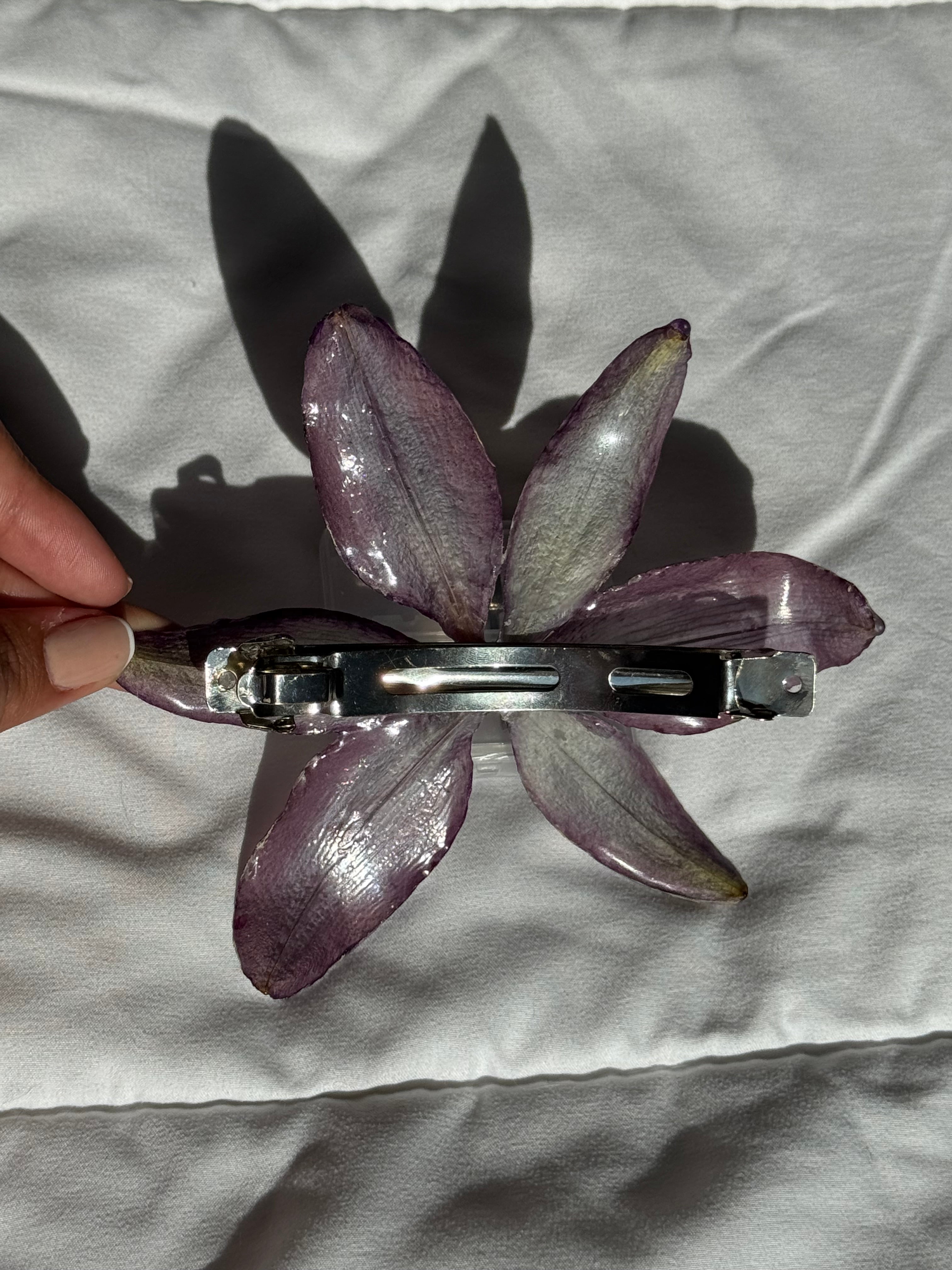 Dawn Lily | Lirio del Alba